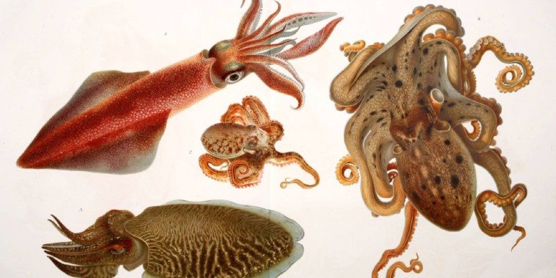Images of sealife: Fauna u. Flora d. Golfes v. Neapel. Cephalopoda. From I Cefalopodi viventi nel Golfo di Napoli (sistematica) : monografia
